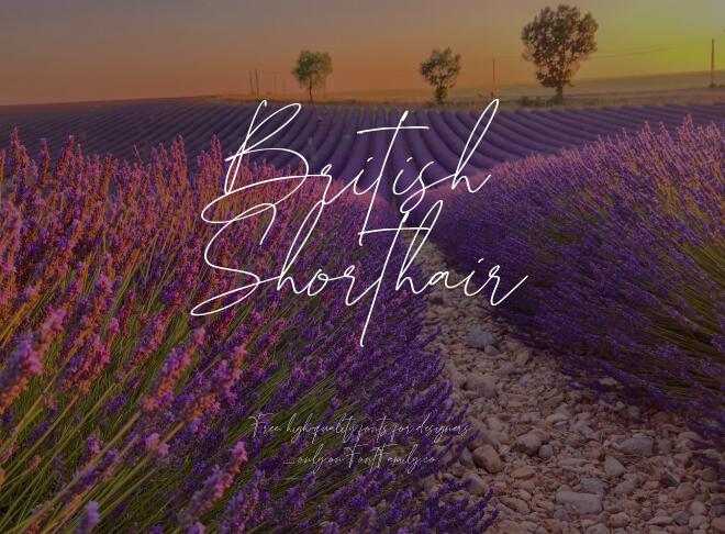 British Shorthair Font
